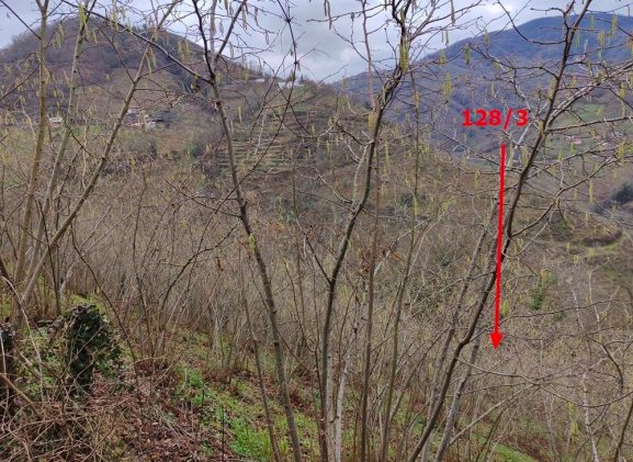 ORDU FATSA'DA 6.996 M2 SATILIK FINDIK BAHÇESİ